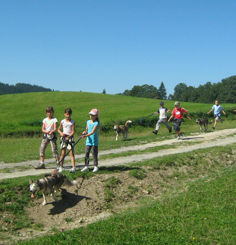 Chiens de Traineau en Haute-Savoie avec Évasion Nordique