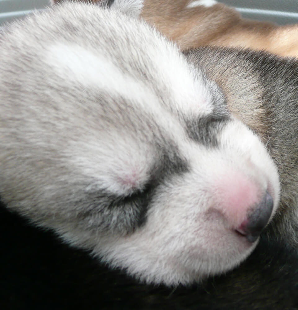 Chiens de Traineau en Haute-Savoie avec Évasion Nordique